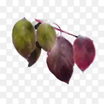 叶 果实 科学-空若网 叶 果实 科学-空若网