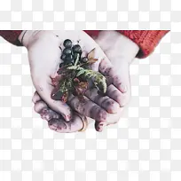 ���� ������ ֲ��-������