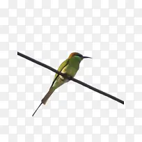 蜂鸟 珊瑚形目 昆虫-空若网 蜂鸟 珊瑚形目 昆虫-空若网