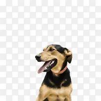 狗 小狗 鼻子-空若网 狗 小狗 鼻子-空若网