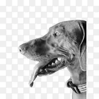 鼻子 狗项圈 头部-空若网 鼻子 狗项圈 头部-空若网