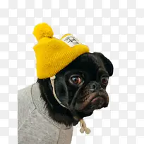 采购产品帕格 小狗 鼻子-空若网 采购产品帕格 小狗 鼻子-空若网