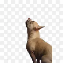 ������ С�� ����-������