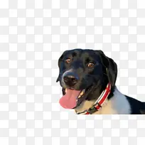 拉布拉多猎犬 鼻子 狗项圈-空若网 拉布拉多猎犬 鼻子 狗项圈-空若网