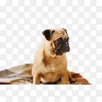 哈巴狗 鼻子 小狗-空若网 哈巴狗 鼻子 小狗-空若网