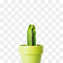 ֲ�� ���� ����ѧ-������