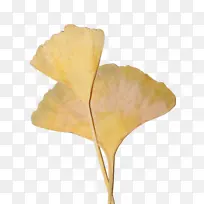 Ҷ�� ���� ֲ��-������