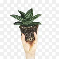 叶子 花盆 科学-空若网 叶子 花盆 科学-空若网