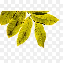 叶 科学 植物-空若网 叶 科学 植物-空若网