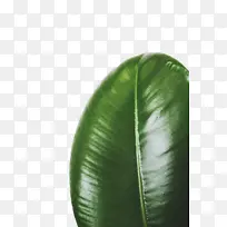 Ҷ�� ��ɫ ����ѧ-������