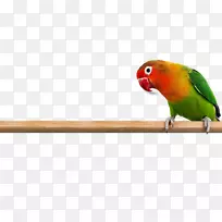 红脸爱鸟,鹦鹉,雄鹰,雄鸡,爱鸟-空若网 红脸爱鸟,鹦鹉,雄鹰,雄鸡,爱鸟-空若网