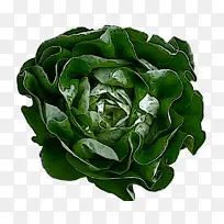 叶 叶类蔬菜 春菜-空若网 叶 叶类蔬菜 春菜-空若网