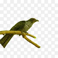 布谷鸟 喙 陆生植物-空若网 布谷鸟 喙 陆生植物-空若网