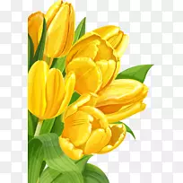 郁金香黄花-黄色背景-空若网 郁金香黄花-黄色背景-空若网