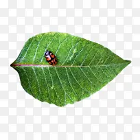 植物病理学 叶 昆虫-空若网 植物病理学 叶 昆虫-空若网