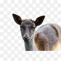 鹿 鼻子 陆生植物-空若网 鹿 鼻子 陆生植物-空若网