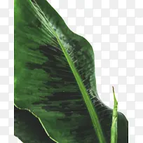 Ҷ�� ֲ�� ����ѧ-������