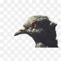 ���� � ��ë-������