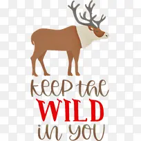 野生 鹿 驯鹿-空若网 野生 鹿 驯鹿-空若网