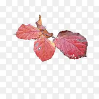 Ҷ ���� ����ѧ-������