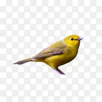 鸟类 雀类 喙-空若网 鸟类 雀类 喙-空若网