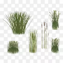 芦苇-空若网 芦苇-空若网