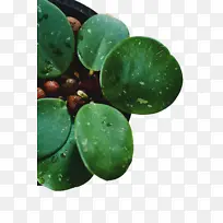 Ҷ�� ��ѧ ����ѧ-������