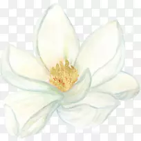 开花植物木兰科静物摄影-木兰-空若网 开花植物木兰科静物摄影-木兰-空若网