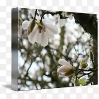 木兰花开春树-玉兰-空若网 木兰花开春树-玉兰-空若网