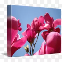 开花植物木兰花瓣-木兰-空若网 开花植物木兰花瓣-木兰-空若网