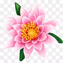 水百合花百合-空若网 水百合花百合-空若网