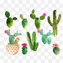 仙人掌科水彩画仙人掌开花仙人掌收藏-空若网 仙人掌科水彩画仙人掌开花仙人掌收藏-空若网