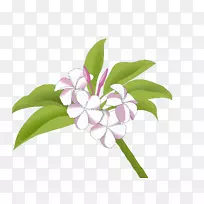 切花-空若网 切花-空若网