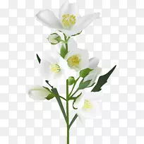 花白剪贴画-茉莉花-空若网 花白剪贴画-茉莉花-空若网