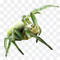 蜘蛛壁纸-蜘蛛PNG图像-空若网 蜘蛛壁纸-蜘蛛PNG图像-空若网