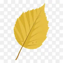 Ҷ�� ��ɫ ֲ��ṹ-������