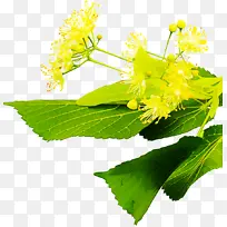 花 黄 含羞草-空若网 花 黄 含羞草-空若网