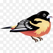 鸟类 喙 科学-空若网 鸟类 喙 科学-空若网