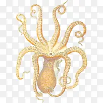 章鱼 黄金 海洋-空若网 章鱼 黄金 海洋-空若网