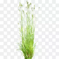 英国橡木植物-空若网 英国橡木植物-空若网