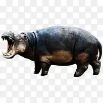 犀牛 博客 鼻子-空若网 犀牛 博客 鼻子-空若网