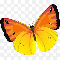 蝴蝶 昆虫 毛脚蝴蝶-空若网 蝴蝶 昆虫 毛脚蝴蝶-空若网