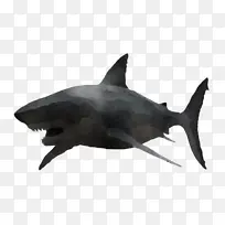 软骨鱼类 鱼类 鲨鱼-空若网 软骨鱼类 鱼类 鲨鱼-空若网