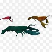 昆虫 十足目动物 喙-空若网 昆虫 十足目动物 喙-空若网