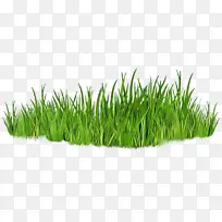 香根草 麦草 甜草-空若网 香根草 麦草 甜草-空若网