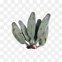 植物 仙人掌 科学-空若网 植物 仙人掌 科学-空若网