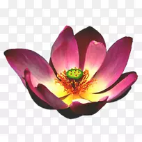 埃及荷花莲花水生植物.水百合-空若网 埃及荷花莲花水生植物.水百合-空若网