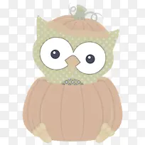 猫头鹰 喙 鸟-空若网 猫头鹰 喙 鸟-空若网