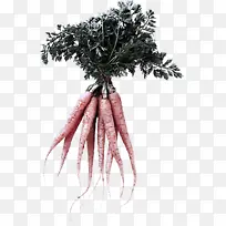 树枝 树-空若网 树枝 树-空若网