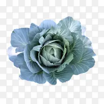 叶菜 羽衣甘蓝 春菜-空若网 叶菜 羽衣甘蓝 春菜-空若网